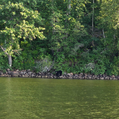 A bear on the shore at Keeley Lake.