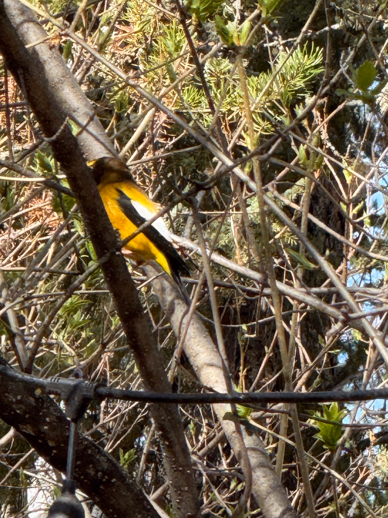 Evening Grosbeak Evening Grosbeak