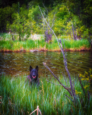 along the shoreline at the campsite