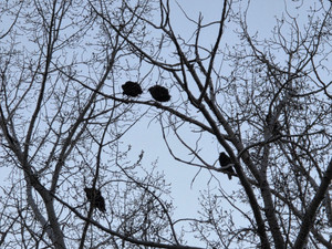 Turkey Vultures roosting in the evening beside Lac Pelletier 
Photo @saskstormchaser 