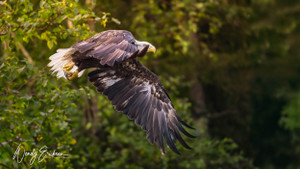 Mature Bald Eagle in flight! 
