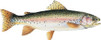 Rainbow Trout