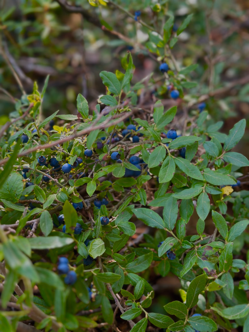 Blueberry picking Blueberry picking