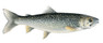 Lake Trout