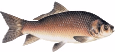 Photo of Bigmouth Buffalo