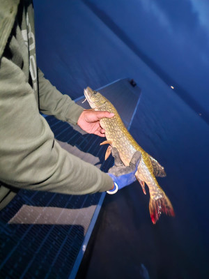 Northern Pike