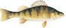 Yellow Perch