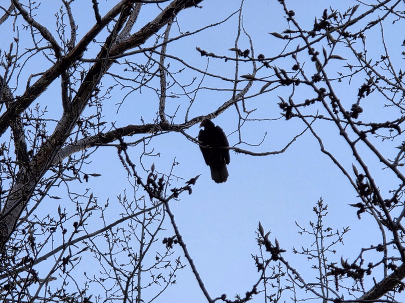 Turkey Vultures roosting in the evening beside Lac Pelletier
Photo @saskstormchaser Turkey Vultures roosting in the evening beside Lac Pelletier
Photo @saskstormchaser