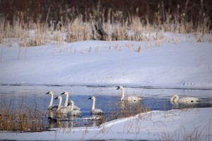 Trumpeter Swans in the early spring.
@kateluff