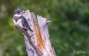 Belted Kingfisher! 
The elusive Kingfisher! This bird is fast and intelligent.  He doesn't  stay long in one spot and he's not fond of photographers! lol
