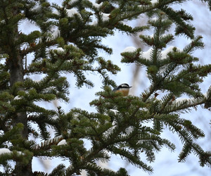 Nuthatch keeping warm on the peninsula trail.